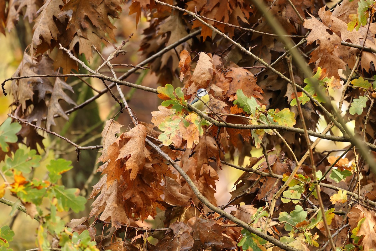 Herrerillo Común - ML645287011