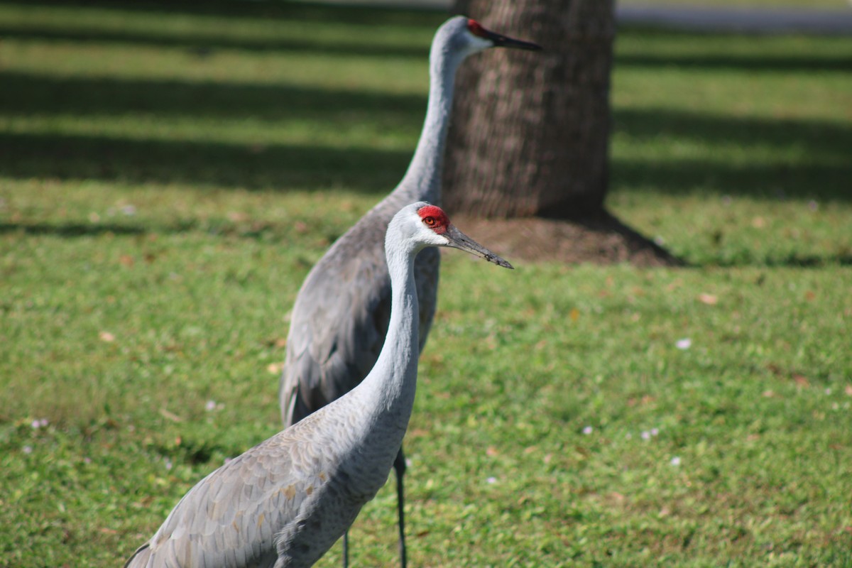Sandhill Crane - ML645287020