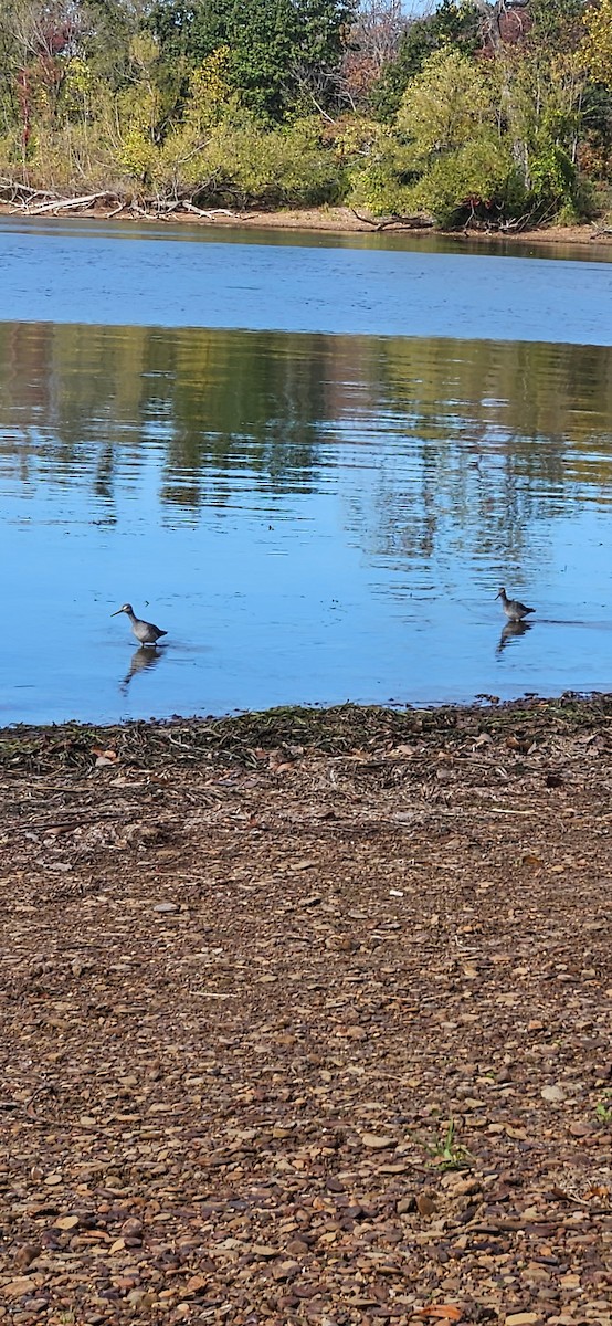 Greater Yellowlegs - ML645287026