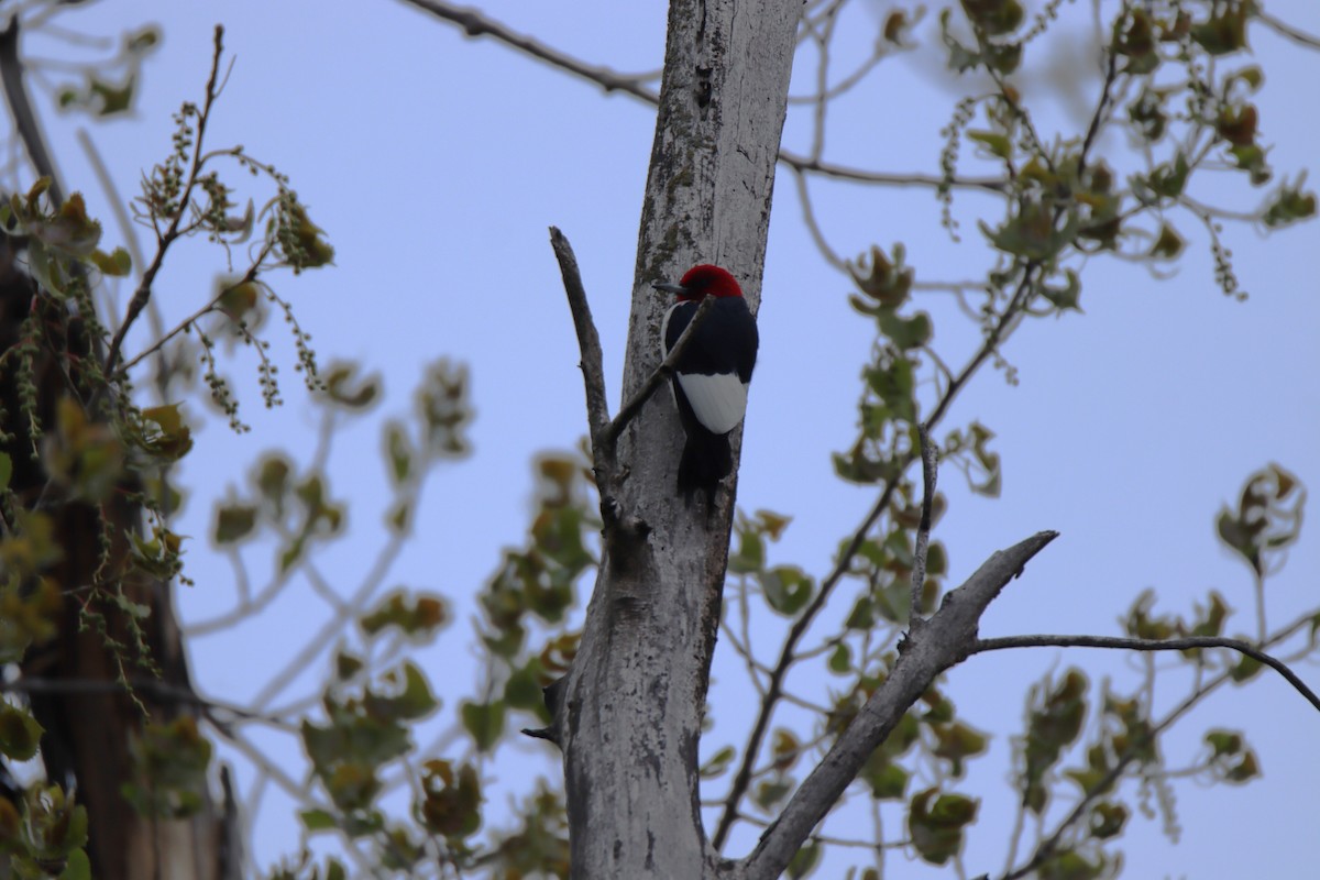 Red-headed Woodpecker - ML645287033