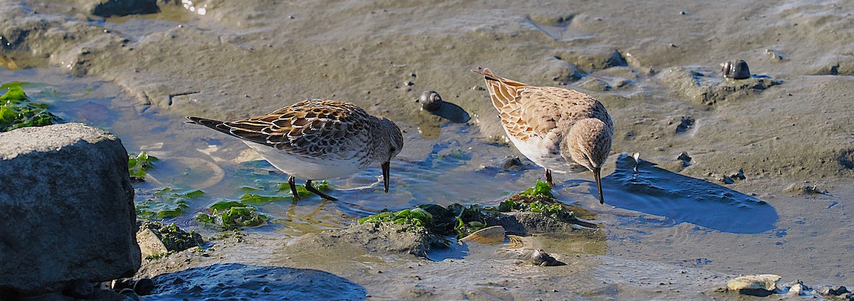 jespák tundrový - ML645287037