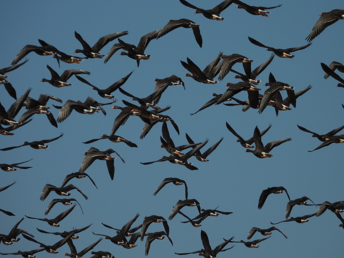 Greater White-fronted Goose - ML645287040