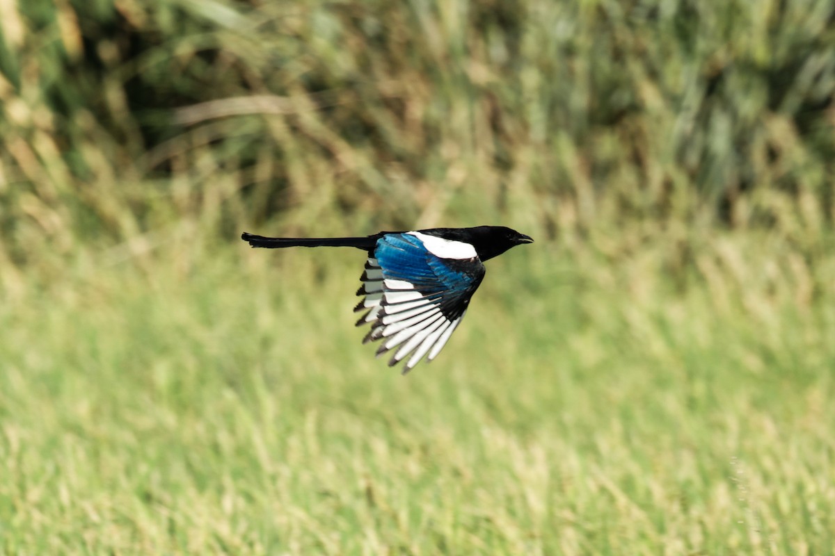 Orientelster - ML645287054