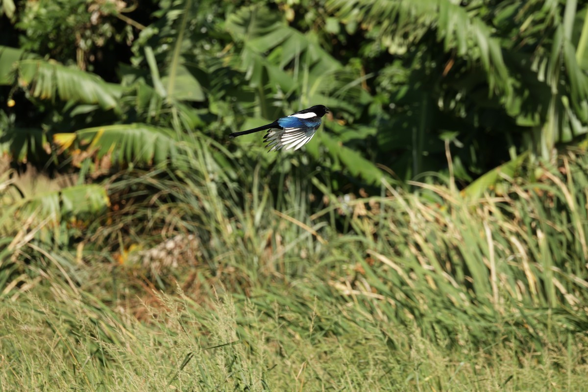 Orientelster - ML645287055