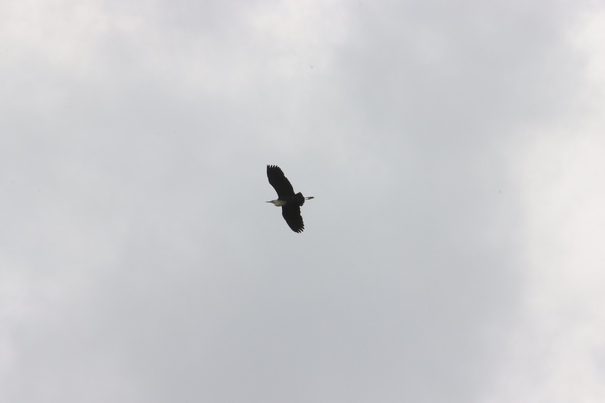 Pacific Heron - ML645287056