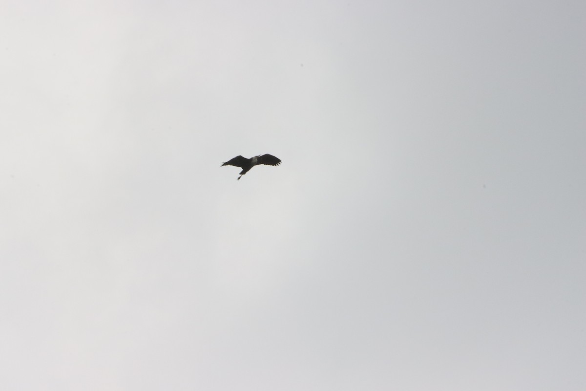 Pacific Heron - ML645287057