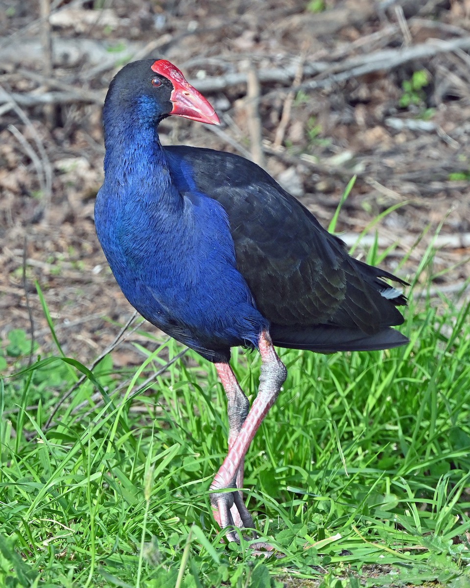 Australasian Swamphen - ML645287079