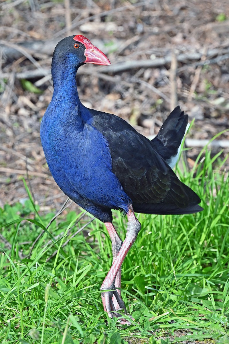 Australasian Swamphen - ML645287080