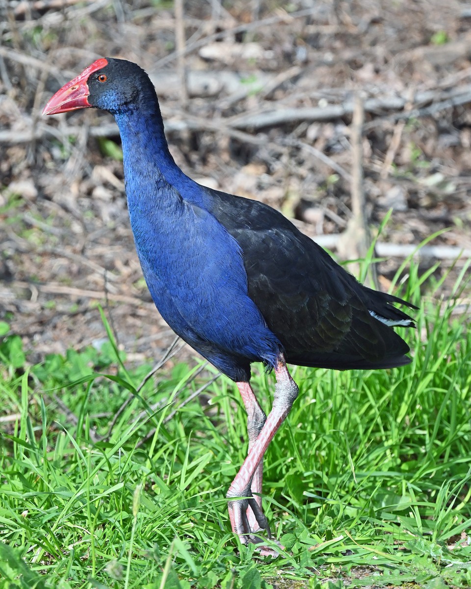 Australasian Swamphen - ML645287081