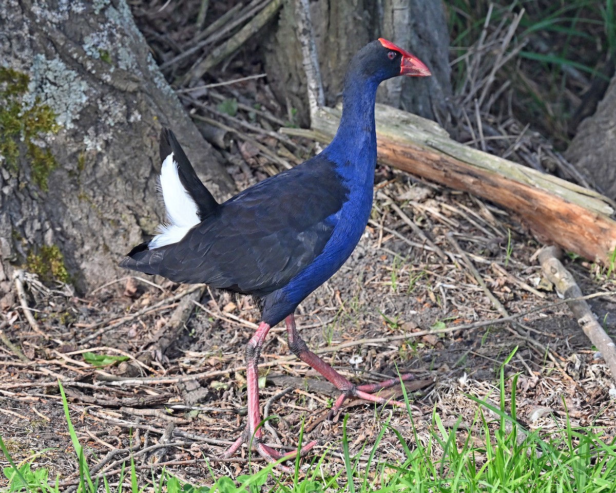 Australasian Swamphen - ML645287082