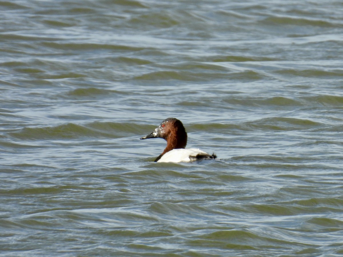 Büyük Elmabaş - ML645287088