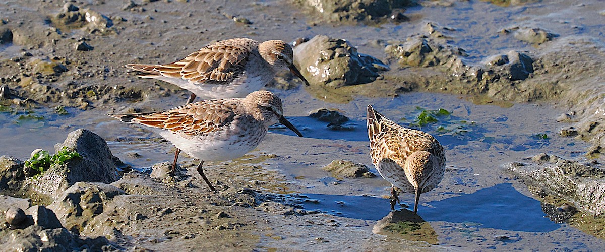 jespák tundrový - ML645287103