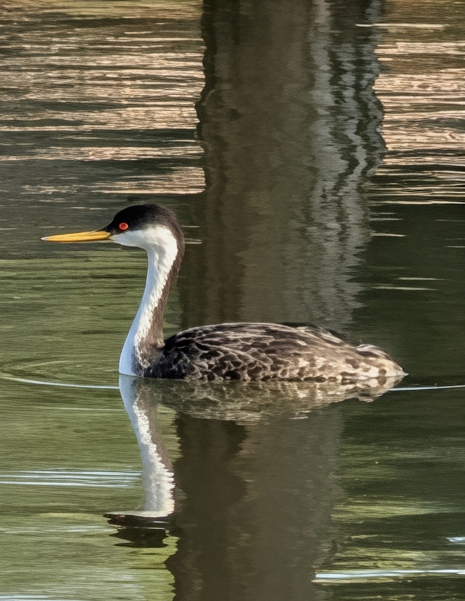 Western Grebe - ML645287116