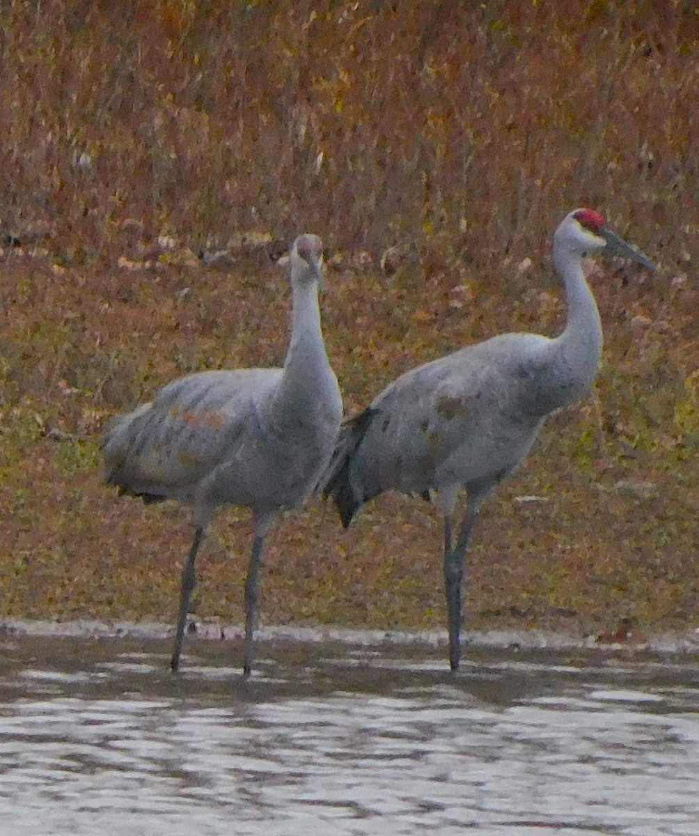 Sandhill Crane - ML645287120