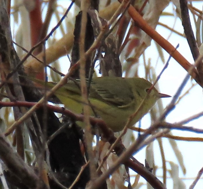 Northern Yellow Warbler - ML645287123