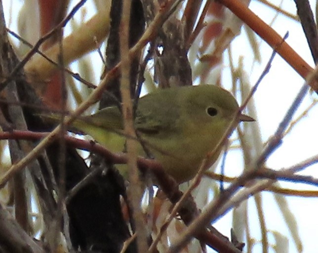 Northern Yellow Warbler - ML645287127
