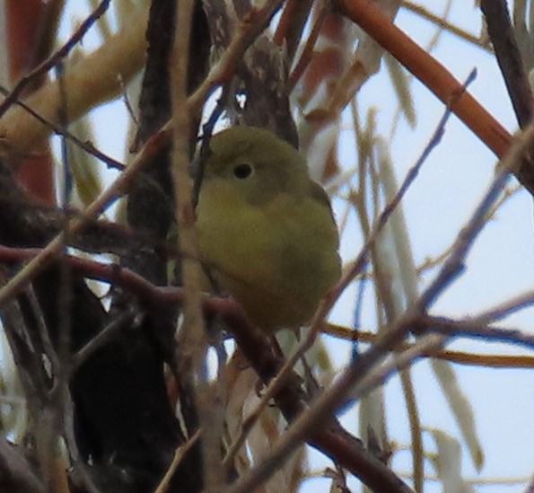 Northern Yellow Warbler - ML645287131