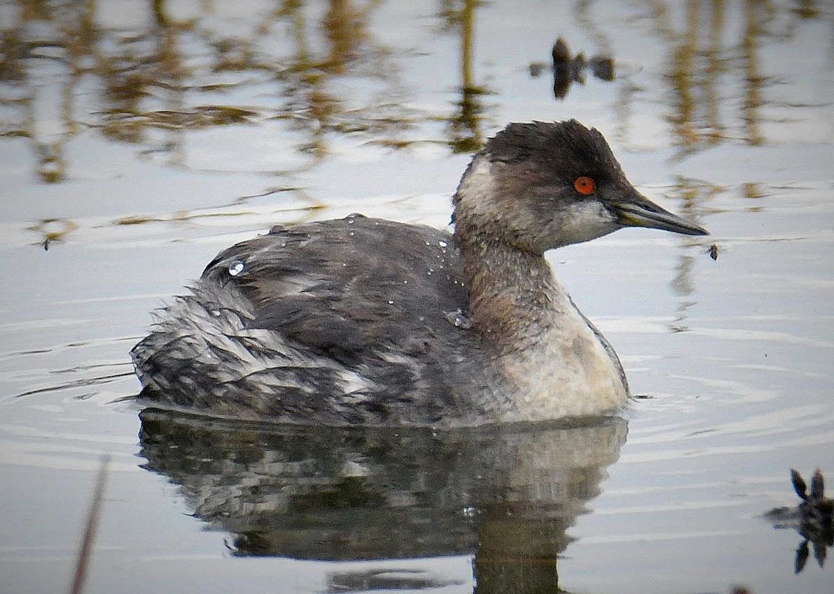 Eared Grebe - ML645287140
