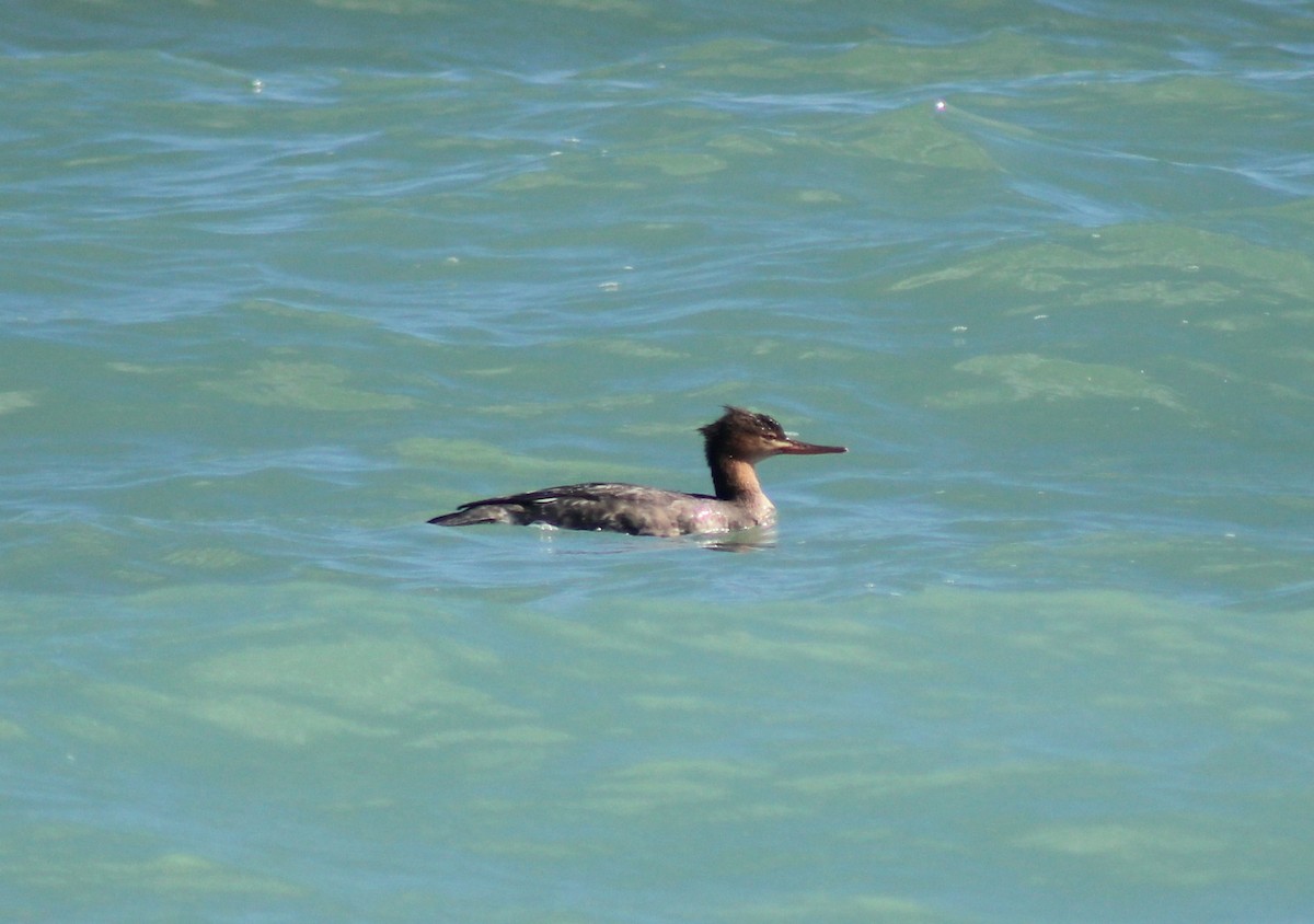 Red-breasted Merganser - ML645287146