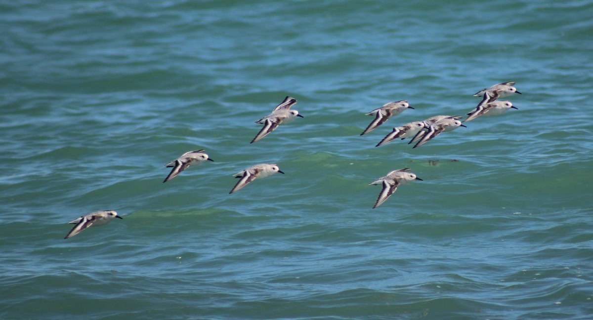 Sanderling - ML645287161