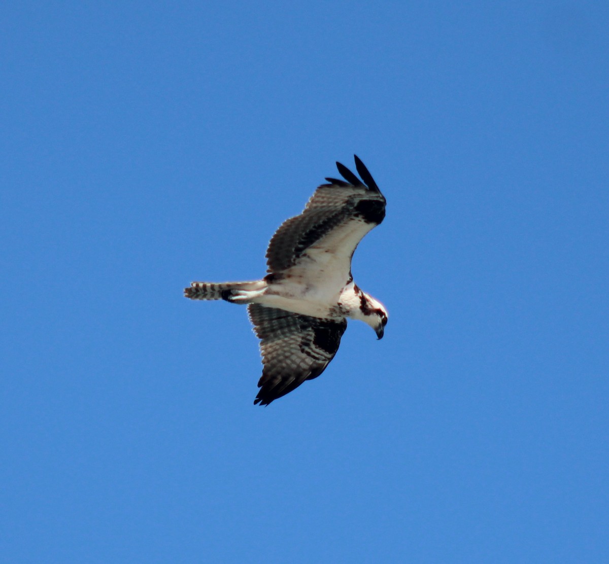 Osprey - ML645287169