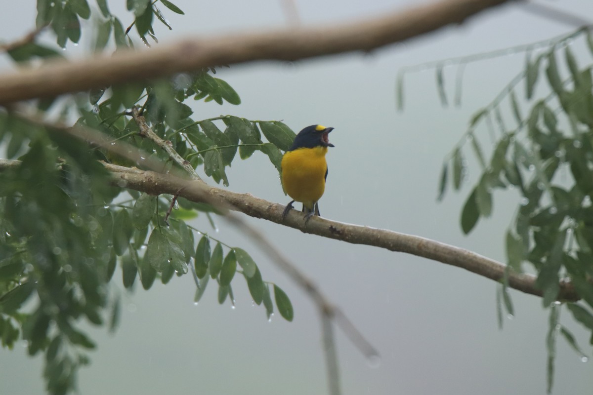 Yellow-throated Euphonia - ML645287185