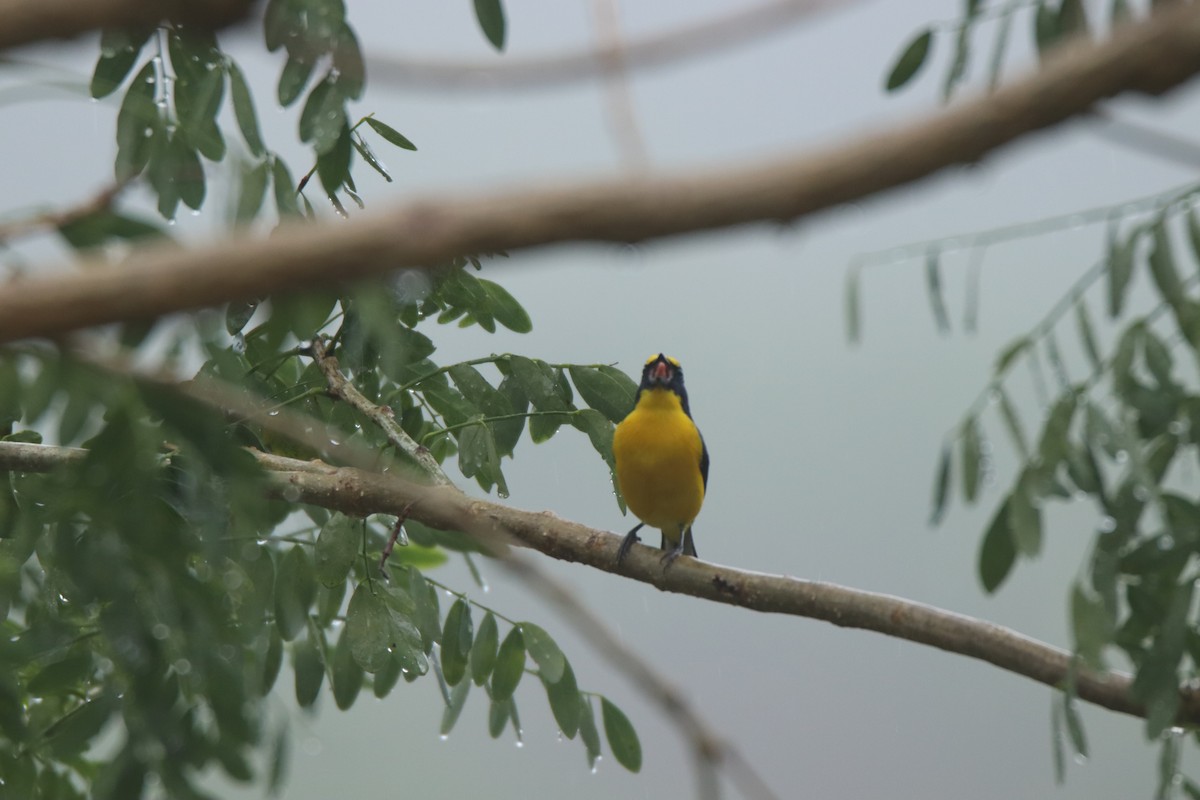 Yellow-throated Euphonia - ML645287187