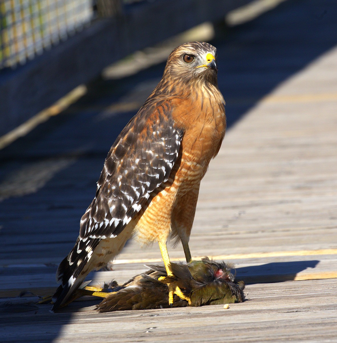 カタアカノスリ - ML645287211