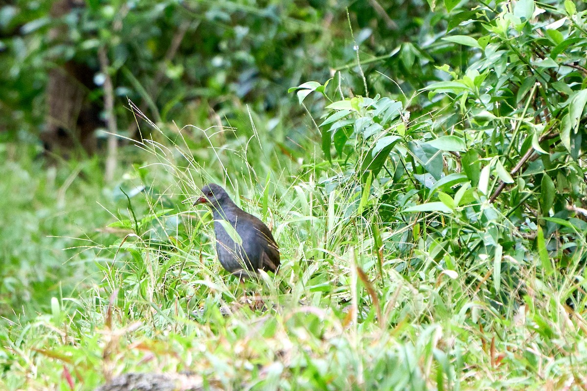 Paint-billed Crake - ML645287215