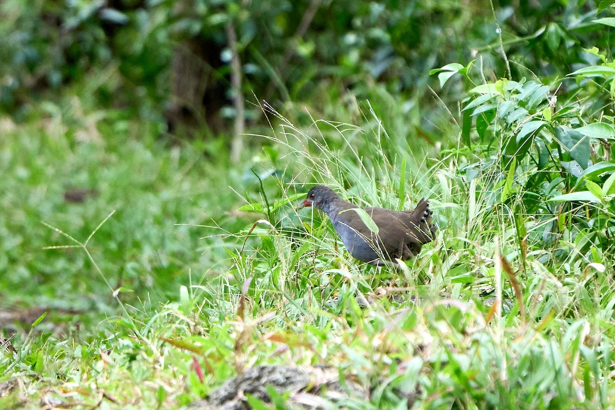 Paint-billed Crake - ML645287216
