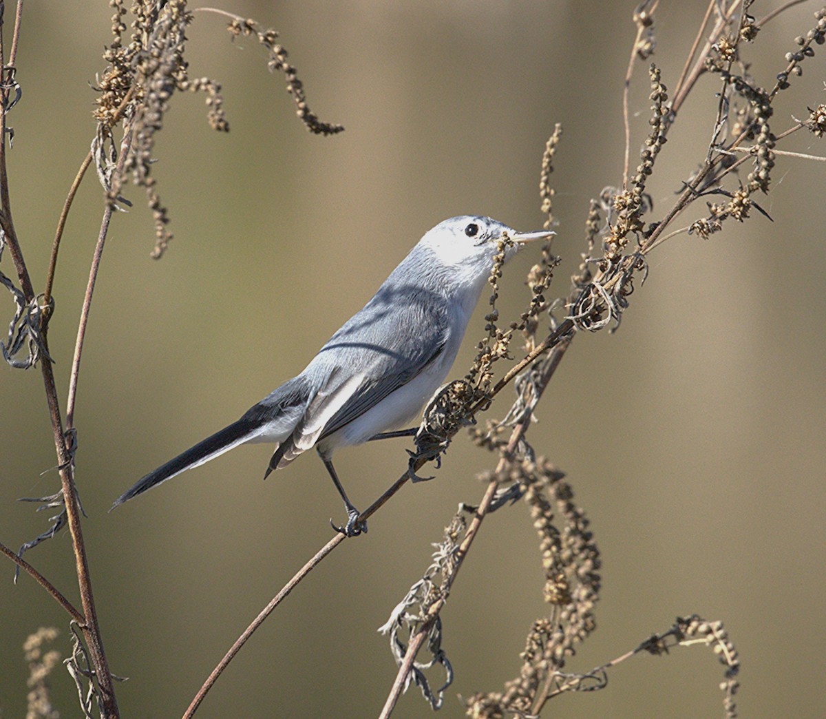 Голубая комароловка - ML645287229
