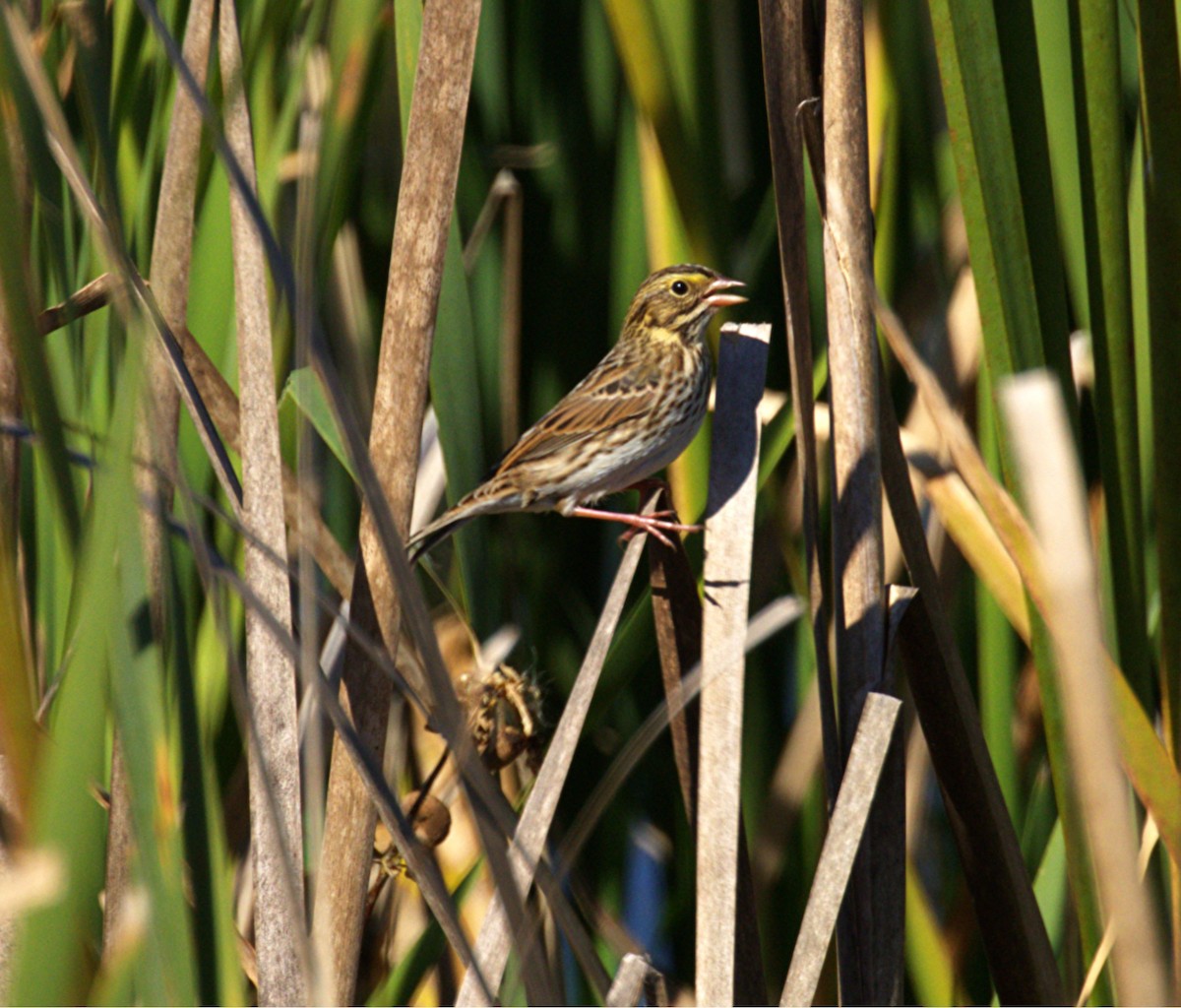 サバンナシトド - ML645287238