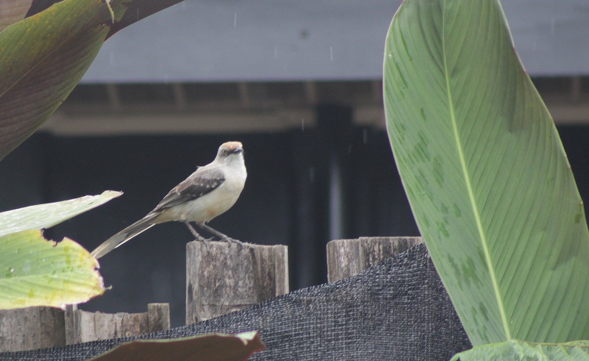 Tropikal Taklitçi - ML645287241