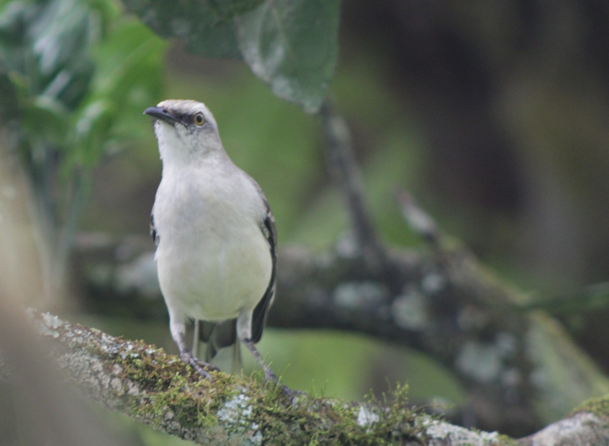 Tropikal Taklitçi - ML645287242