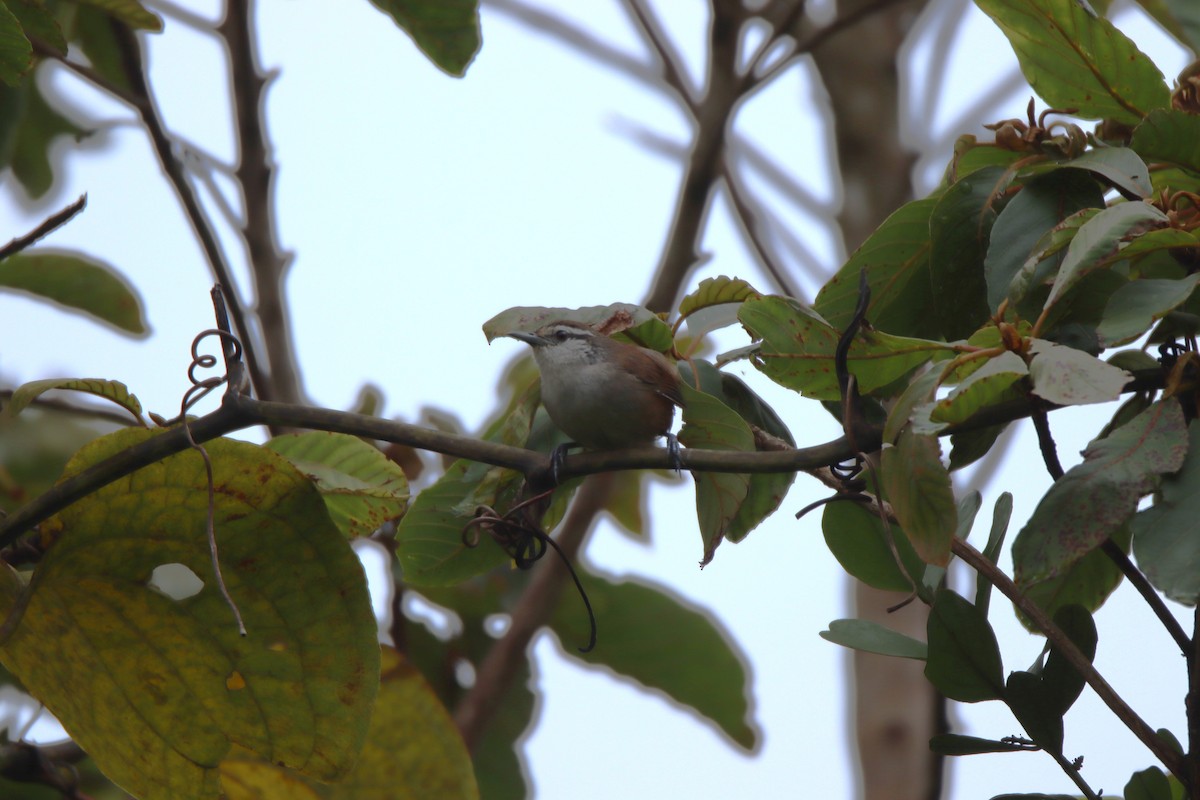 Cabanis's Wren - ML645287244