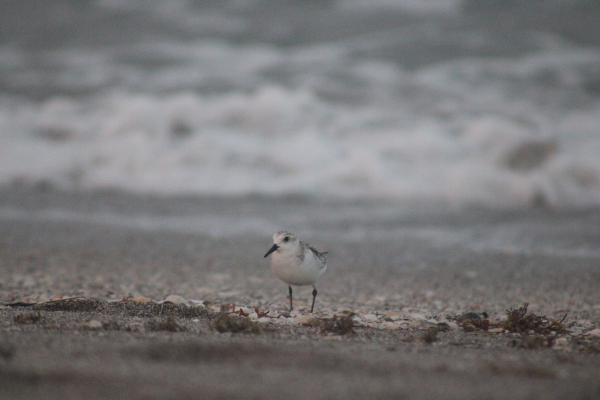 Sanderling - ML645287250