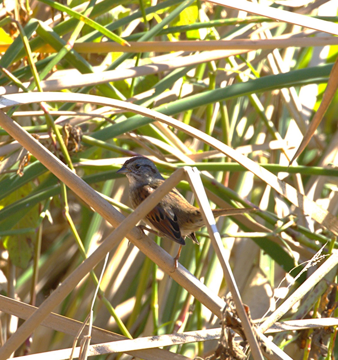 ヌマウタスズメ - ML645287255