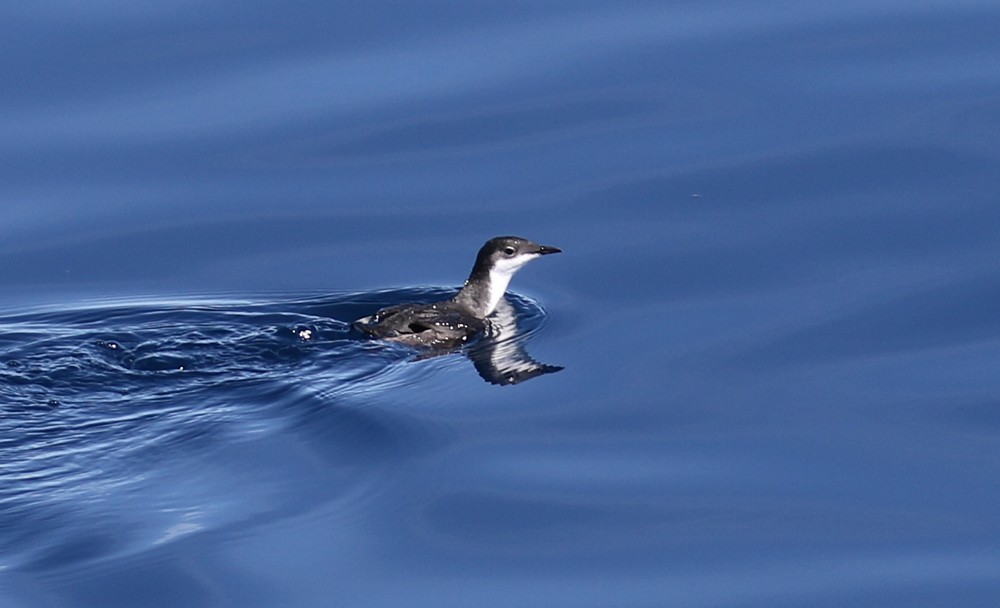 Scripps's Murrelet - ML645287263