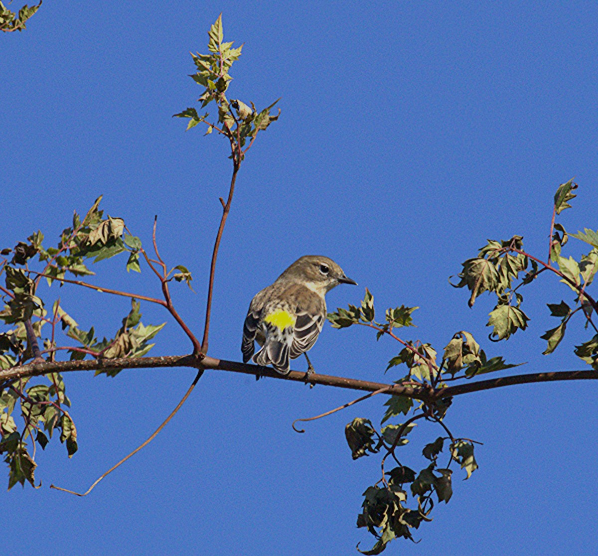 キヅタアメリカムシクイ - ML645287271