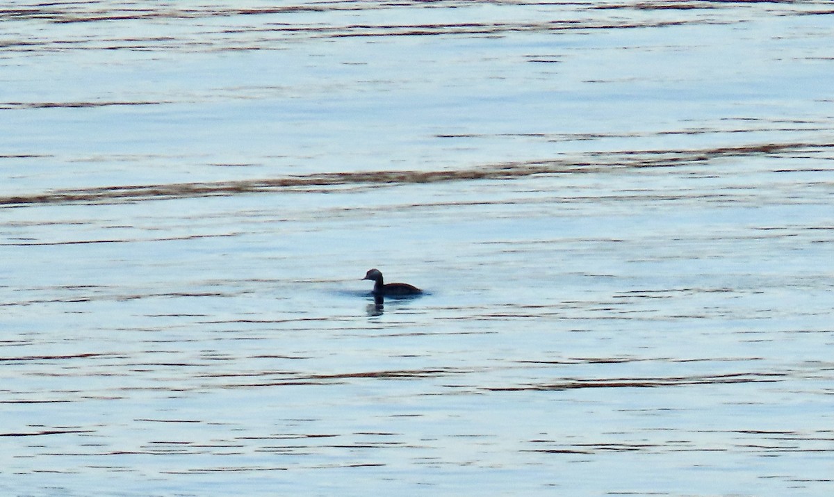 Zampullín Cuellirrojo - ML645287281