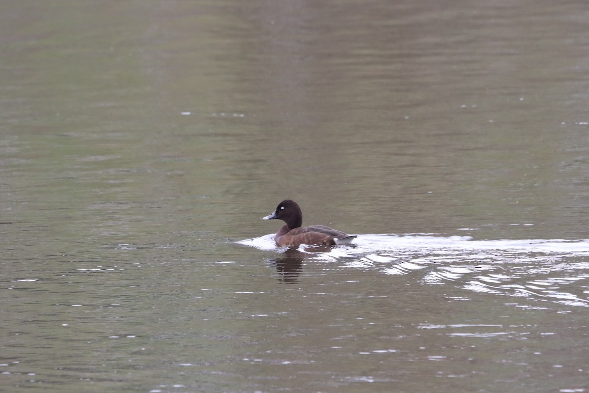 Hardhead - ML645287304