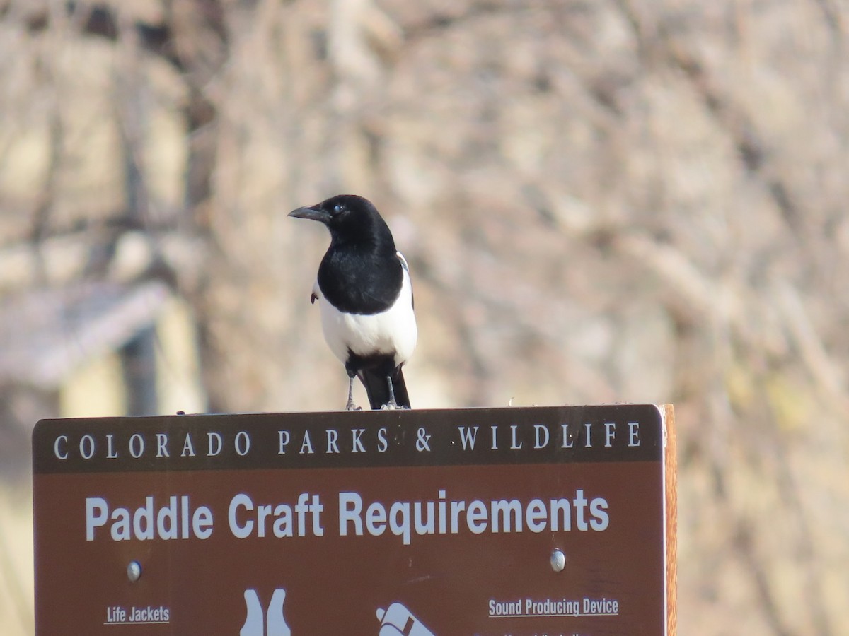 straka americká - ML645287306