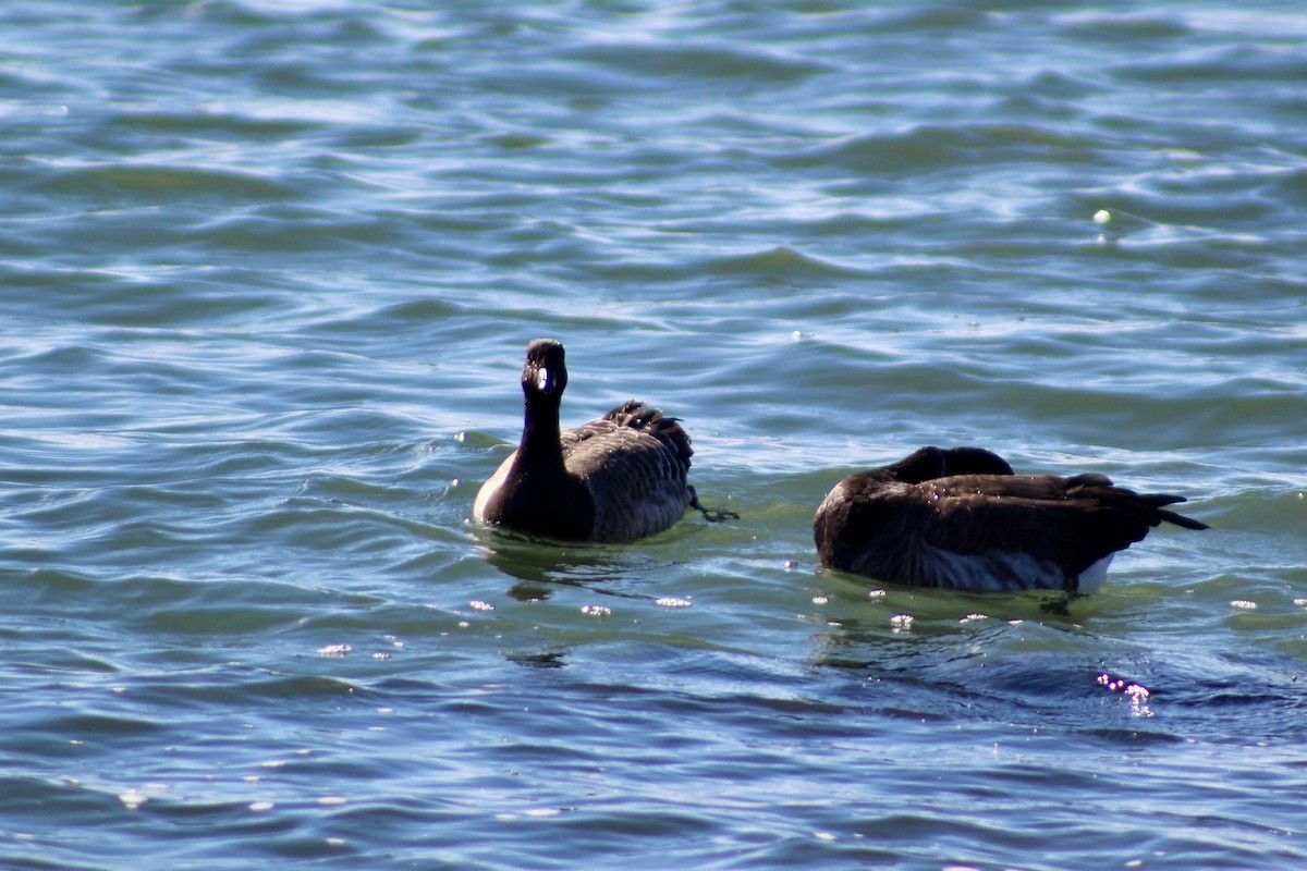 Brant - ML645287316