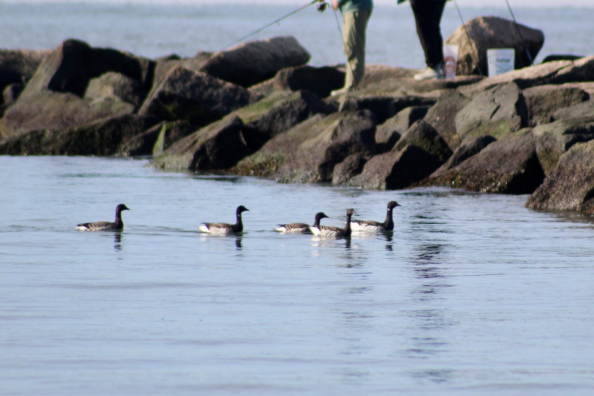 Brant - ML645287317