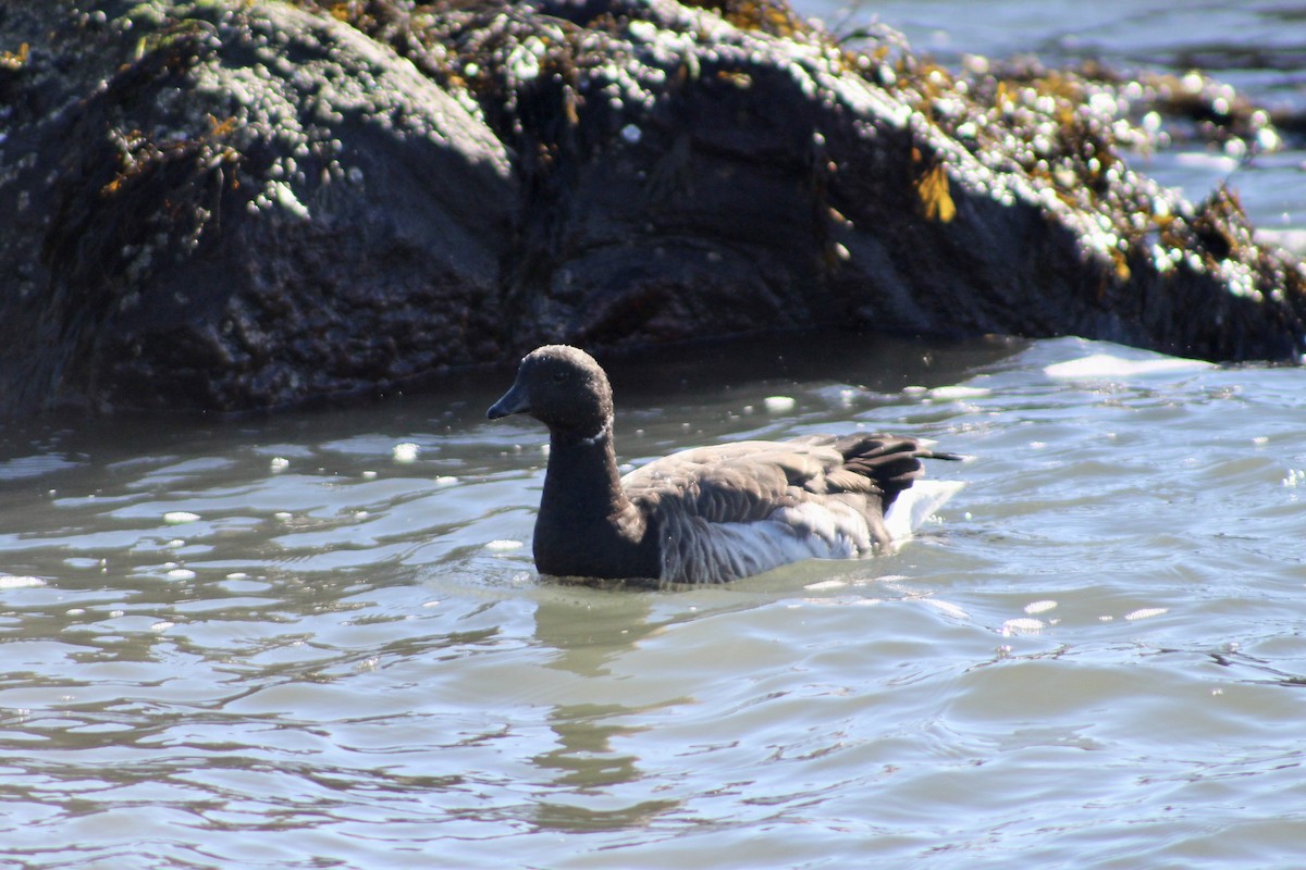 Brant - ML645287318