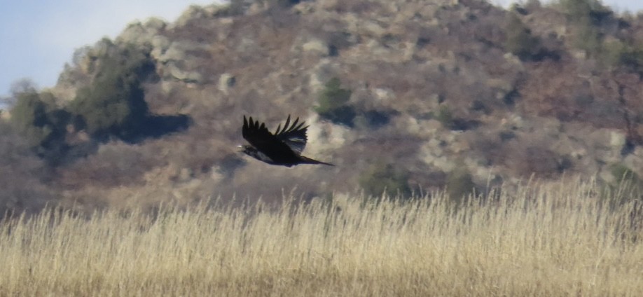 Common Raven - ML645287329