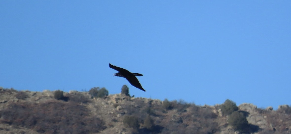 Common Raven - ML645287330