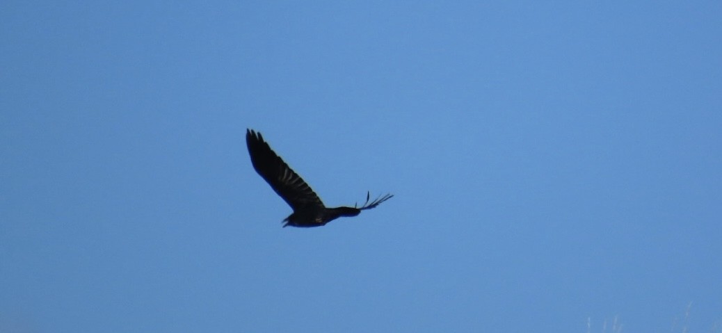 Common Raven - ML645287331