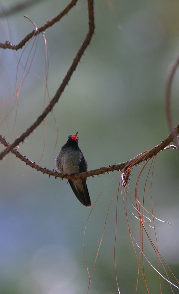 White-eared Hummingbird - ML645287363