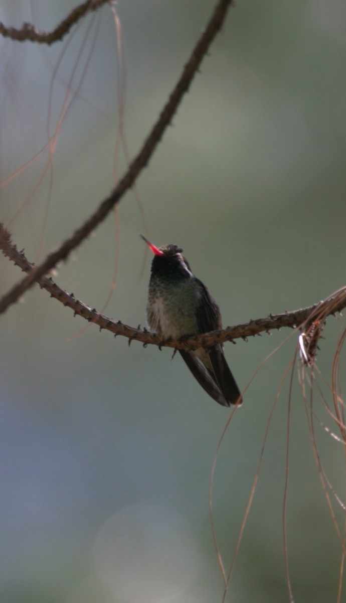White-eared Hummingbird - ML645287365